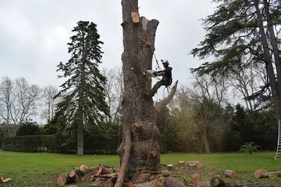 l'Arbre et le Jardin