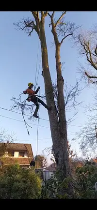 Adrien Service Élagage 77 Seine-et-marne