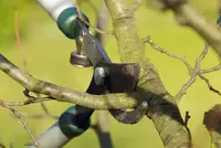 Avenir de l'Arbre