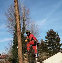 Arbre Royal Elagage 77