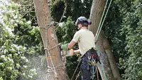 Elague Arbres 45