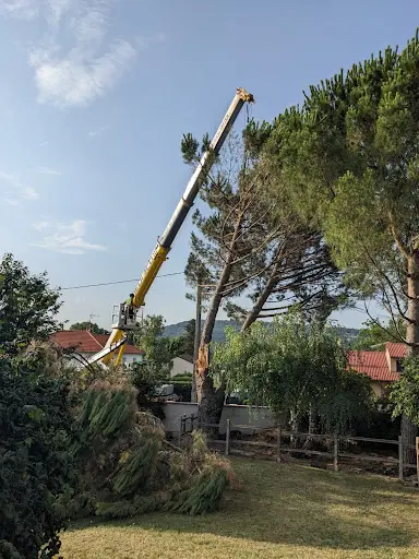 Arbres et Grimpe