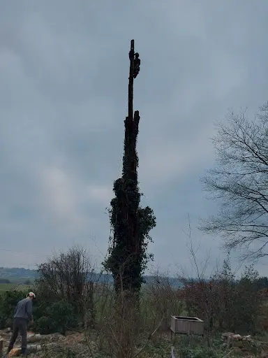 l'Ecureuil Perché