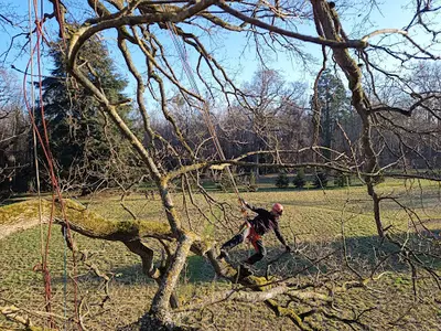 Arbor Etik