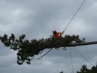 Arborix Elagage