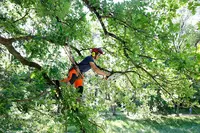 Arbori’colle