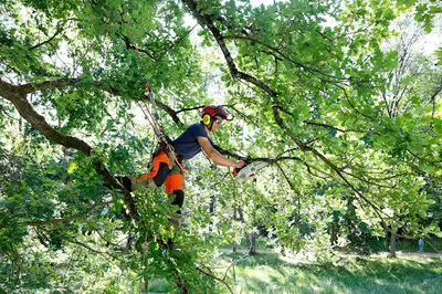 Arbori’colle