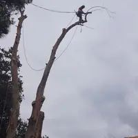 Infini Trees Elagage