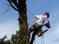 Arbre Elagage