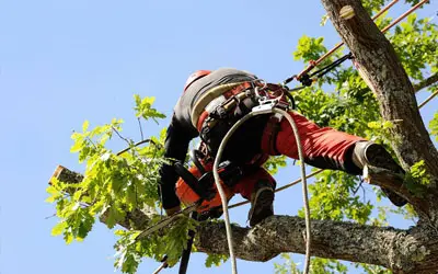 Entreprise Elagage Lagrenee Freddy 03 Domerat : Elagueur, Paysagiste, Jardinier 03 Allier