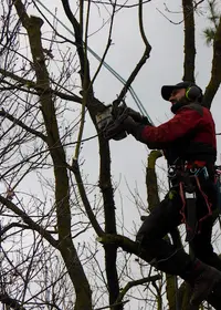 l'Arbre Celte