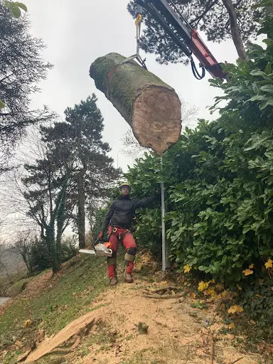 Dombes Elagage