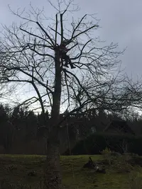 Alsa Wood