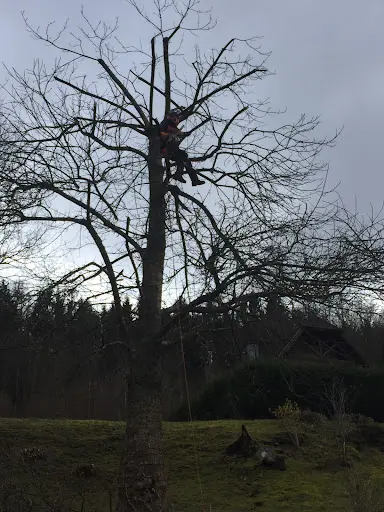 Alsa Wood