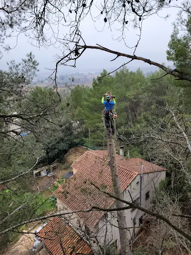 Arbrébois