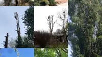 Cribos Élagage Abattage Entretien, Parc et Jardin