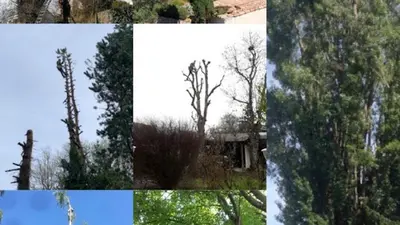 Cribos Élagage Abattage Entretien, Parc et Jardin