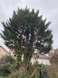 Elagueur Jardinier Paysagiste Drancy Legrain 93