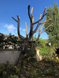 Joseph Elagueur Jardinier 93