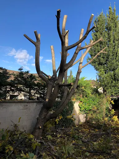 Joseph Elagueur Jardinier 93