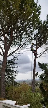 Serre Élagage - Arborémi - Arboriste Élagueur