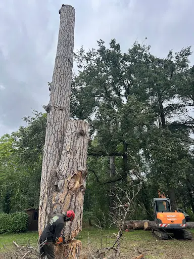 Vert l'Élagage