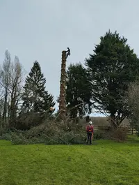 Théo Dans l'Arbre Arboriste Grimpeur Elagueur
