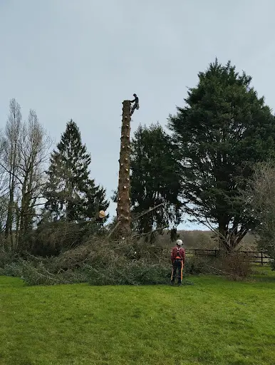 Théo Dans l'Arbre Arboriste Grimpeur Elagueur