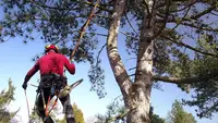 Big Arbre