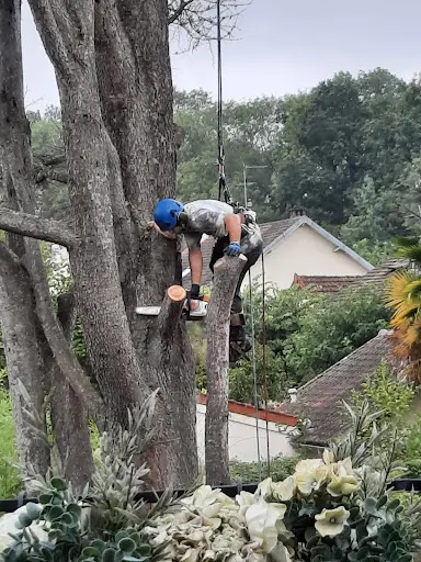 Entreprise Tree Art Elagage - Elagueur Grimpeur & Abattage d'Arbres Dans les Yvelines 78