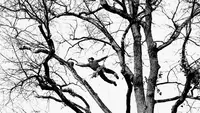 Des Arbres A Lauryzon