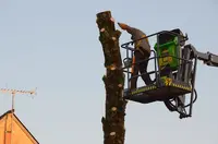 Le Clere Laurent - Élagage Abattage Désinsectisation