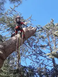 Les Compagnons des Arbres du Couserans Elagage
