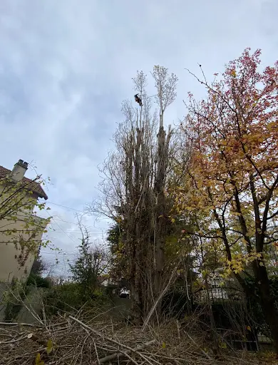 Renard Élagage - Élagueur À Enghien-les-bains (95)
