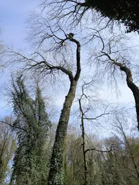 Arbres & Scie