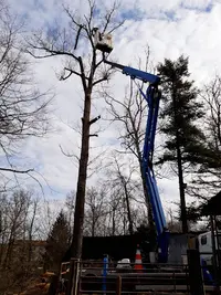 Ents Service Elagage Abattage