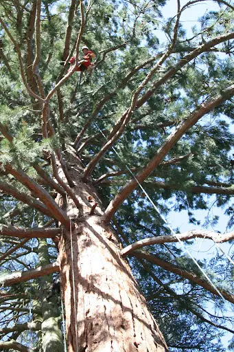 Arboriste Élagueur / Élagage, Taille, Abattage, Bucheron