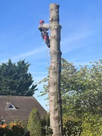 Ets Vanhaesbrock - Élagueur - Arboriste - Élagage - Paysagiste