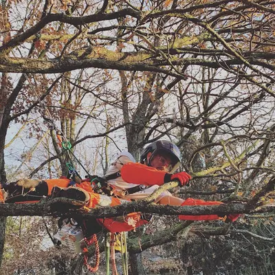 C’est Barty Dans L’arbre
