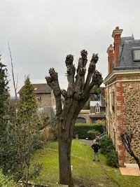 Jean Abattage d'Arbres 74