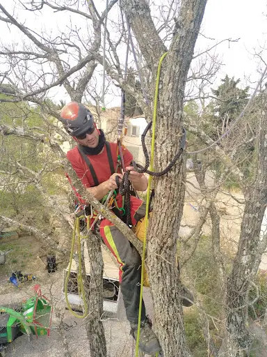 Arboristes Côte d'Azur