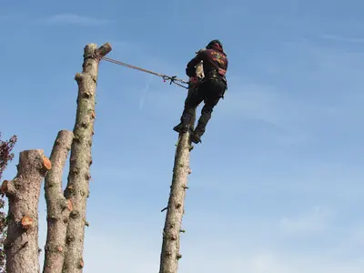 Chti-elagage - Élagueur Services Entretien Création Pelouse Espaces Vert Abattage Arbres Nord 59 Lille Faches-thumesnil