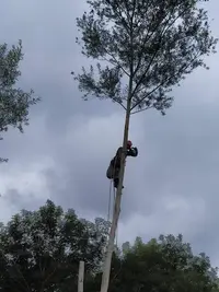 Ts Arbres Elagage