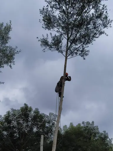 Ts Arbres Elagage