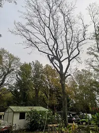 Arbocaria Elagage