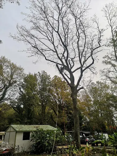 Arbocaria Elagage