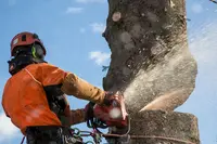 Kevin Parry Élagueur Arboriste Grimpeur