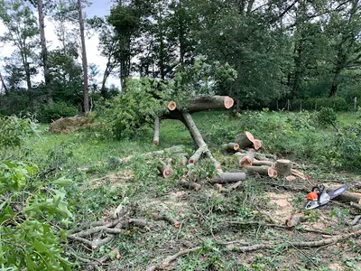 Auprès de Mon Arbre