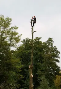 M.lepecq Elagage - Élagage Caen | Jardinier Caen | Paysagiste Caen