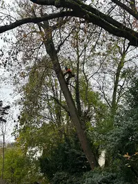 Elagueur, Fontainebleau Paysagiste, Entretien, Parc et Jardin Devis et Déplacement Gratuit
